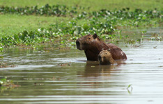 Bathing capibaras